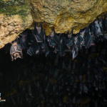 Monfort Bat cave | Samal Guide